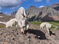 mountain-goats-at-hidden-lake