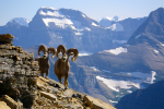 glacier-institute-big-horn-sheep